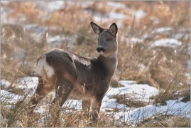 <p>SRNEC OBECNÝ (Capreolus capreolus) Šluknovsko - Harta /European roe deer - Reh/</p>